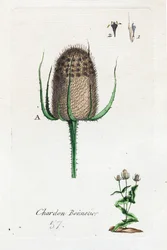 Hosier-Distel