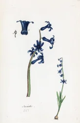Hyazinthe