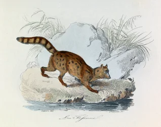 Illustration aus dem Buch "Gesammelte Werke von Buffon": Die Vierfüßler: Die Fossane (Gravur)