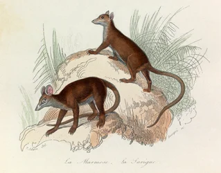 Illustration aus dem Buch "Gesammelte Werke von Buffon": Die Vierfüßler: Das Murmeltier und der Beutelratte (Gravur)