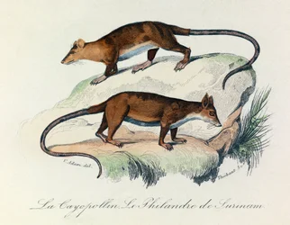 Illustration aus dem Buch "Gesammelte Werke von Buffon": Les Quadrupedes: Le cayopollin et la philandre de Surinam (Gravur)