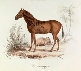 Illustration aus dem Buch "Gesammelte Werke von Buffon": Die Vierfüßler: Der Quagga (Gravur)