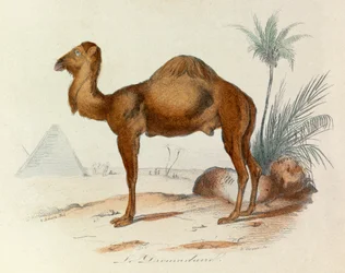 Illustration aus dem Buch "Gesammelte Werke von Buffon": Die Vierfüßler: Das Dromedar (Gravur)
