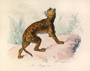Illustration aus dem Buch "Gesammelte Werke von Buffon": Die Vierfüßler: Der Jaguar (Gravur)
