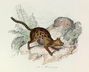 Illustration aus dem Buch "Gesammelte Werke von Buffon": Die Vierfüßler: Der Margay