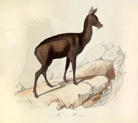 Illustration aus dem Buch "Gesammelte Werke von Buffon": Die Vierfüßler: Der Moschus