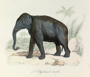 Illustration aus dem Buch "Gesammelte Werke von Buffon": Die Vierfüßler: Der männliche Elefant (Gravur)