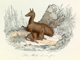 Illustration aus dem Buch "Gesamtausgabe von Buffon": Die Tiere: Die Hirschkuh und ihr Kitz (Gravur)