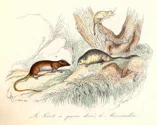 Illustration aus dem Buch "Gesamtausgabe von Buffon": Die Tiere: Der Goldschwanzbilch und der Haselmaus (Gravur)