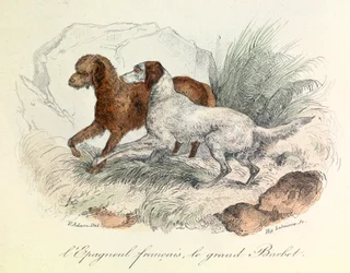 Illustration von Französischer Spaniel und Großer Barbet mit Linné