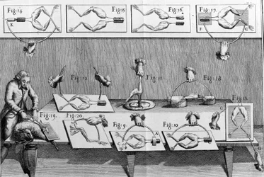 Illustration von Experimenten von Luigi Galvani, italienischer Physiker und Arzt (1737 - 1798), die den Durchgang von elektrischem Strom erklären, der die Beine eines Frosches bewegt.