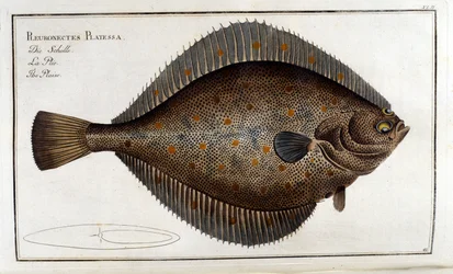 Der Steinbutt oder Pleuronectes Platessa nach Marc Elieser Bloch Ichthyologie Paris - Berlin - London 1787