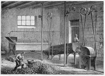 Mechanische Kartoffelwaschmaschine, gefolgt von Epierror und Reibe - Feigenbaum