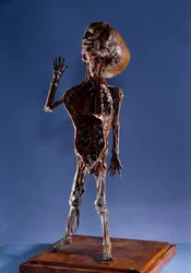 Medizin: Schalenfigur