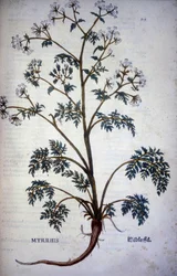 Myrrhis Odorata Fuchs: Kerbel Moschus - In „Naturgeschichte von Kakao und Zucker“