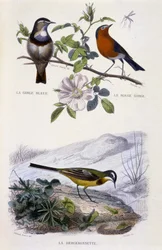 Naturgeschichtliche Tafel: Vögel: La gorge-bleu (Gorge Bleue), le rouge-gorge (Rouge Gorge) et la bergeronnette - in „Werke von Buffon, T.5, ed. Fume Jouvet & Cie