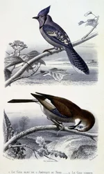 Naturgeschichtsplatte: Vögel: Der Blauhäher von Nordamerika und der Eichelhäher - in „Werke von Buffon“, T.5, ed. Fume Jouvet & Cie