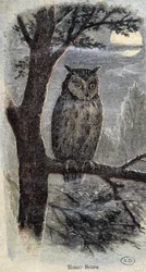 Eule