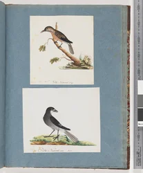 Seite 103. Unidentifizierter Vogel. Honigfresser. 104. Unidentifizierter Vogel