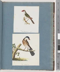 Seite 105. Rotbrauenfink. 106. Unidentifizierter Vogel