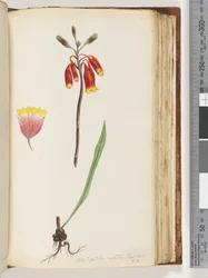 Seite 110. Blandfordia nobilis Exot. Bot / t. 4. Weihnachtsglocke