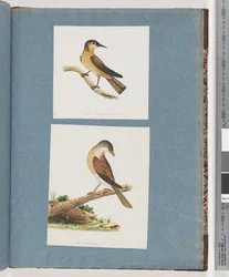 Seite 125. Unbekannter Vogel. 126. Unbekannter Vogel