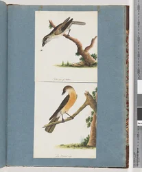 Seite 133. Unidentifizierter Vogel. 134. Unidentifizierter Vogel