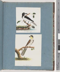 Seite 135. Unbekannter Vogel. 136. Unbekannter Vogel