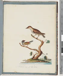 Seite 140. 1. Unbekannter Vogel. 2. Rotbrauenfink