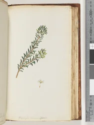 Seite 159. Westringea rosmariniformis
