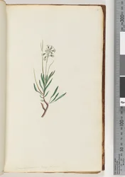 Seite 18. Conospermum longifolium, Langblättrige Coneseeds