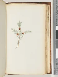 Seite 191. Unidentifizierte Pflanze