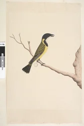 Seite 19. April. Natürliche Größe. Goldbrustpfeifer Pachycephala pectoralis, Männchen