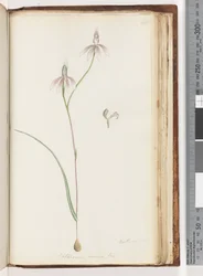 Seite 208. Arethusa certe? Caladenia carnea Br / Rosa Finger-Orchidee