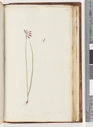 Seite 210. Arethusa certe? / Caladenia