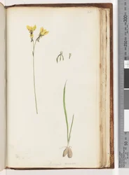 Seite 211. Form von Diuris aurea / Goldene Esel-Orchidee