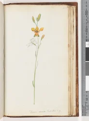 Seite 213. Diuris aurea. Exot. Bot. t. 9. Goldene Esel-Orchidee