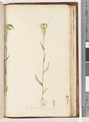 Seite 215. Pterostylis op / viridis