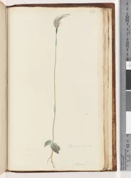 Seite 216. Pterostylis nutans?