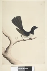 Seite 28. Natürliche Größe, Juli Willie Wagtail Rhipidura leucophrys, 1791-92