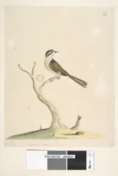 Seite 32. Unidentifiziert Juli, natürliche Größe. Für Notizen zu Versuchen, diesen Vogel zu identifizieren, siehe Hindwood, K. A. Die Sydney-Vogelmalereien im Australian Zoologist, Bd. XIII, Teil 2, August 1965, S. 86