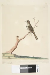 Seite 39. Fringilla. Am unteren Rand in anderer Handschrift Juli, natürliche Größe. Die Noten dieses Vogels sind gleichwertig, wenn nicht sogar überlegen gegenüber dem englischen Linnet Speckled Warbler Chthonicola sagittata, 1791-92