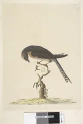 Seite 45. Natürliche Größe. oben rechts in anderer Hand A unten links Geht mit B, d.h. f.44 Fächerschwanzkuckuck Cacomantis pyrrhophanus, 1791-92