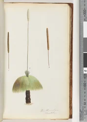 Seite 46. Xanthorrhoea Hastile Grasbaum