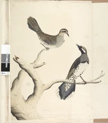 Seite 4. Turdus. in anderer Handschrift gezeichnet in natürlicher Größe, da es die einzigen beiden ihrer Art sind, die bisher in der Kolonie gesehen wurden, Juni 1792 Spotted Quail Thrush Cinclosoma punctatum