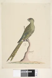Seite 50. Dies ist ein Erdsittich und er setzt sich nie oder nur sehr selten auf einen Baum. Unten in der Mitte von anderer Hand: Natürliche Größe. Erdsittich Pezoporus wallicus, 1791-92