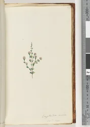Seite 54. Cryptandra amara. 5 und 1 gyn. Kleine Blatt-Cryptandra