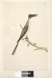 Seite 57. Januar. Natürliche Größe, vermutlich ein junger Vogel. Lärmvogel Philemon corniculatus