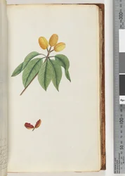Seite 59. Pilospermum mapon