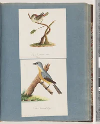 Seite 62. Rotbrauenfink. Loxia astrild. 63. Unidentifizierter Vogel. Muscicapa flavigastra
